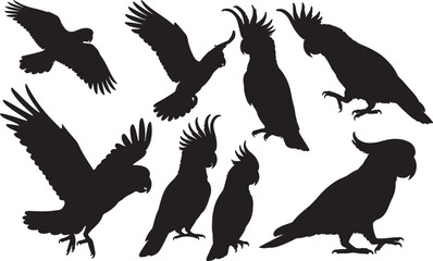 Obraz premium Cockatoo Silhouette