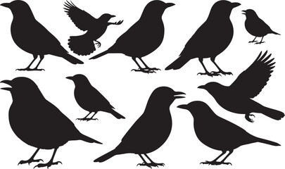 Common Blackbird Silhouette