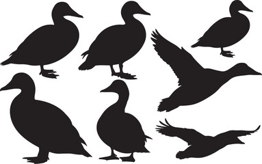 Common Eider Silhouette