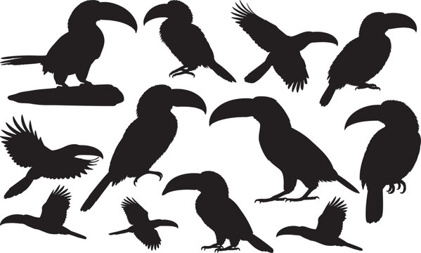 Collared Aracari Silhouette