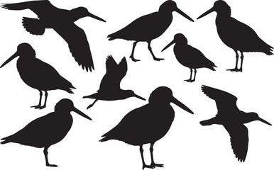 American Oystercatcher Silhouette