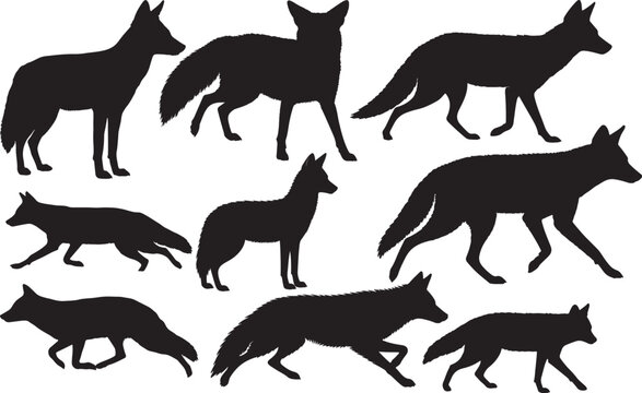 Golden Jackal Silhouette