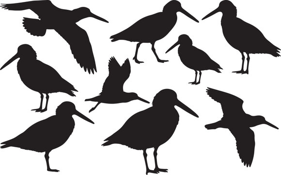 American Oystercatcher Silhouette