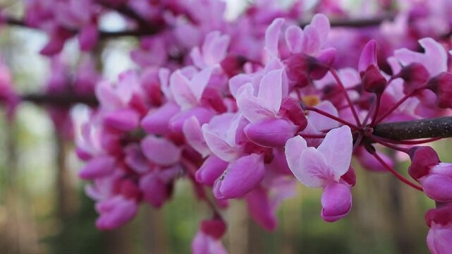 redbud blossoms