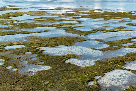 Abstract pattern of algae covered tidal reef, Lombok, Indonesia