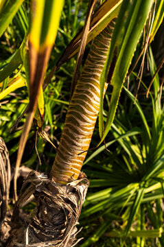 Textured pandanus trunk in sunlight, Lombok, Indonesia