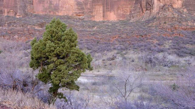 Dramatic cliffs rise above the valley floor in Zion National Park, showcasing a mix of earthy tones. A solitary tree stands amidst the rocky terrain, adding a touch of green to the scenery.