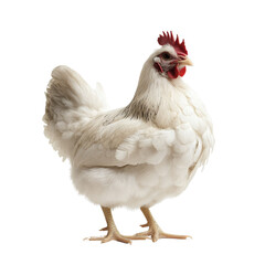Fototapeta premium A white chicken standing upright, showcasing its feathers and distinctive red comb.