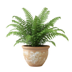 A 3D Elegant Potted Fern with Delicate Fronds Isolated on Transparent Background