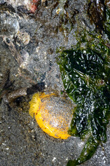 Bright yellow White-Spotted Sea Goddess, marine life at low tide at Golden Gardens park, Seattle,...