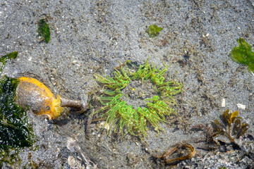 Aggregating Anemone with bright green tentacles out, next to a bright yellow White-Spotted Sea...