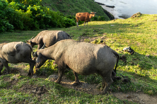 Wet buffaloes walking on hillside near coast, Lombok, Indonesia