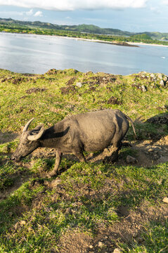 Single muddy buffalo on grassy slope by sea, Lombok, Indonesia