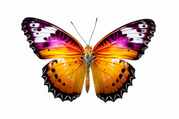Fototapeta premium Colorful butterfly perched with wings spread wide, showcasing vibrant patterns and details