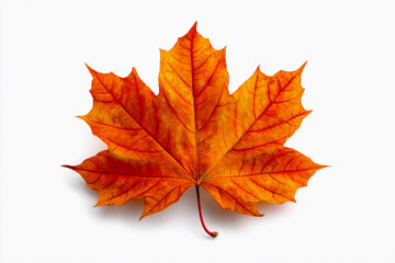 Fototapeta premium Colorful maple leaf resting on a white surface showcases vibrant autumn hues and intricate vein patterns