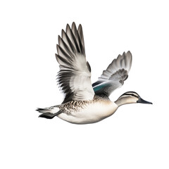 Obraz premium A duck in flight, showcasing its wings and plumage against a transparent background.