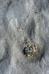 Aggregating Anemone in wet sand, marine life at low tide at Golden Gardens park, Seattle, Washington, as a nature background
