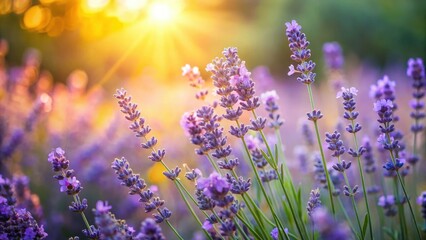 Obraz premium Serene Lavender Field Bathed in Golden Sunlight, Vibrant Purple Blossoms Illuminated by the Warm Glow of the Setting Sun