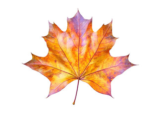 Isolated Autumn Leaf Illustration On Transparent Background With Yellow And Orange Colors