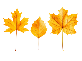 Isolated Autumn Leaves Illustration On Transparent Background