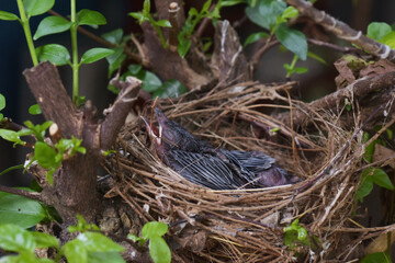 Hungry baby birds sitting in their nest on tree branch with mouths wide open waiting for feeding. Young birds newborn. New life in natural.