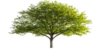 Fototapeta premium Isolated Realistic Tree Illustration On Transparent Background