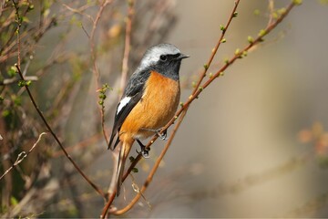 枝に止まるジョウビタキ