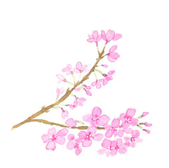水彩で描いた桜の花