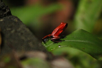 red frog on a leaf