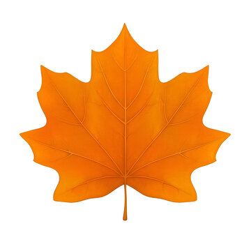 Realistic Isolated Orange Leaf on Transparent Background Illustration