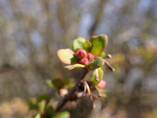 Red flowers on a branch 