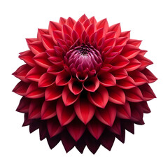 red dahlia flower on transparent background generated