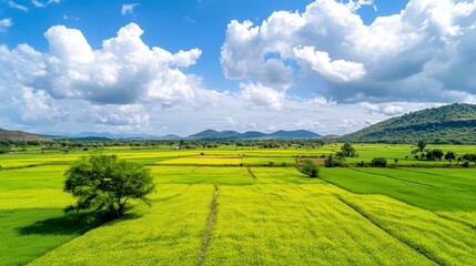 Fototapeta premium Lush Green Rice Paddy Fields