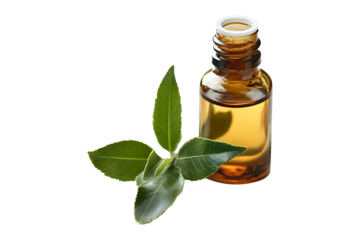 Fresh tea tree and essential oil isolated on transparent background
