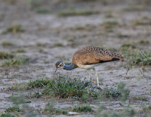 White-bellied Bustard  walking and foraging in dry open terrain