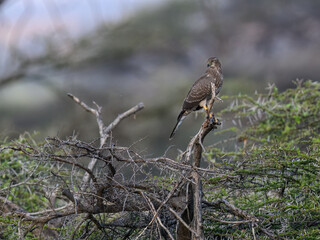 Eastern Chanting Goshawk perches on a dead branch in thorny woodland