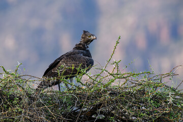 Martial Eagle perched on top a thorny bush against blur background