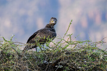 Martial Eagle perched on top a thorny bush against blur background