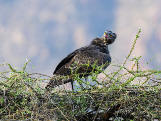 Martial Eagle perched on top a thorny bush against blur background