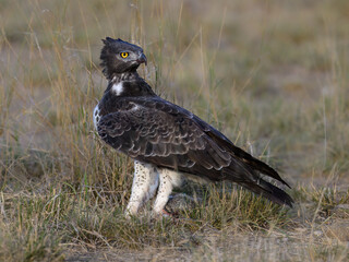 Martial Eagle stands  in open grassland with piercing yellow eyes