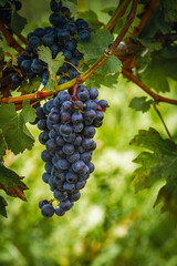 Grapes ready for harvest in a vineyard in Niagara-on-the-Lake, Ontario, Canada