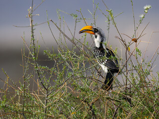 Eastern Yellow-billed Hornbill perched among green bushes and dry twigs