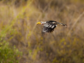 Eastern Yellow-billed Hornbill gliding in flight against blur brown background
