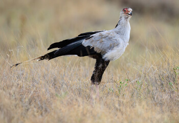 Close view of a Secretarybird standing proudly among dry grass