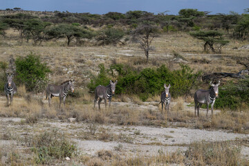 Fototapeta premium A small herd of Grevy’s Zebras scans the surroundings in a rugged savanna