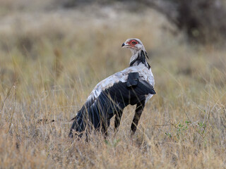 Secretarybird moving through dry grassland with focused posture