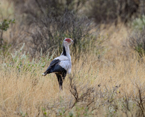 Secretarybird moving through dry grassland with focused posture