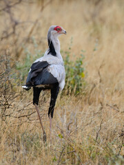 Close view of a Secretarybird standing proudly among dry grass