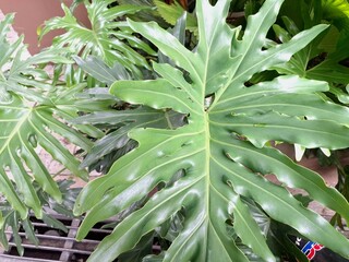 Philodendron tree in indonesian house garden. Philodendron bipinnatifidum, also known as the tree...