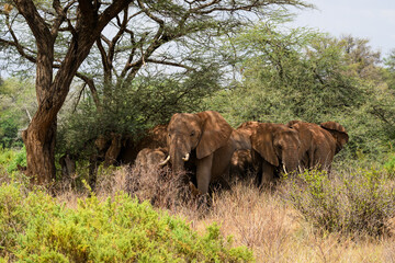 A tightly grouped herd of African Elephants sheltering under acacia trees.